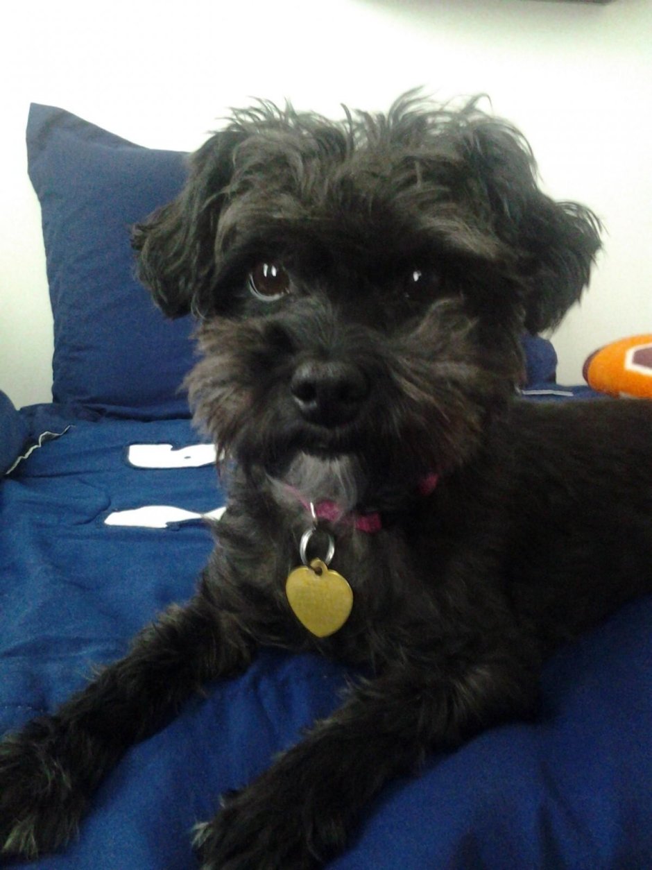 Метис Йорка и пуделя