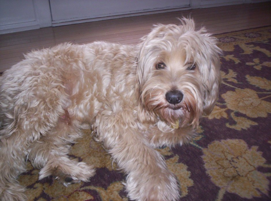 Кокапу в пятнышко