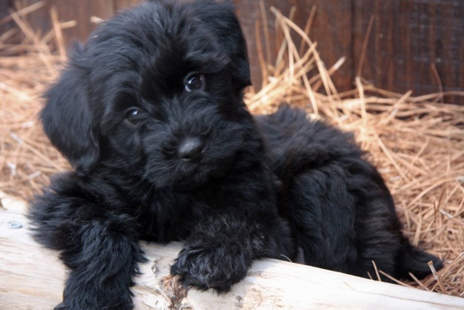 Порода собак болонка черная