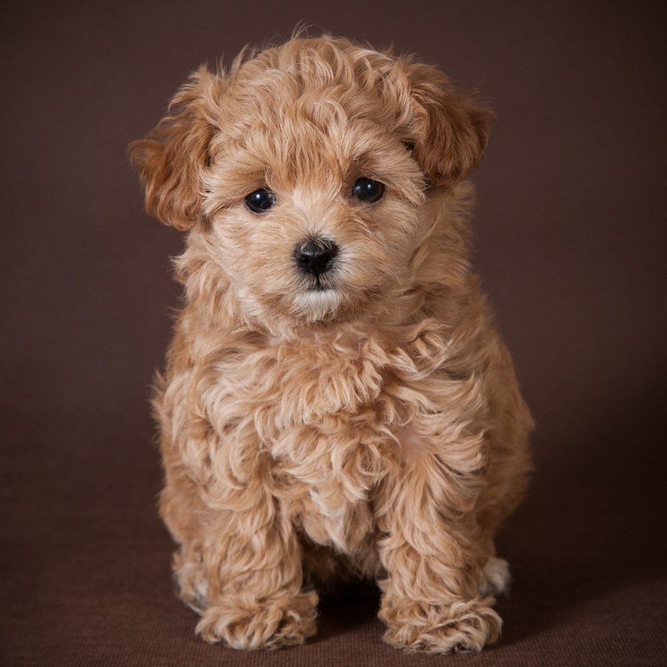 Парода собаки мольтипу