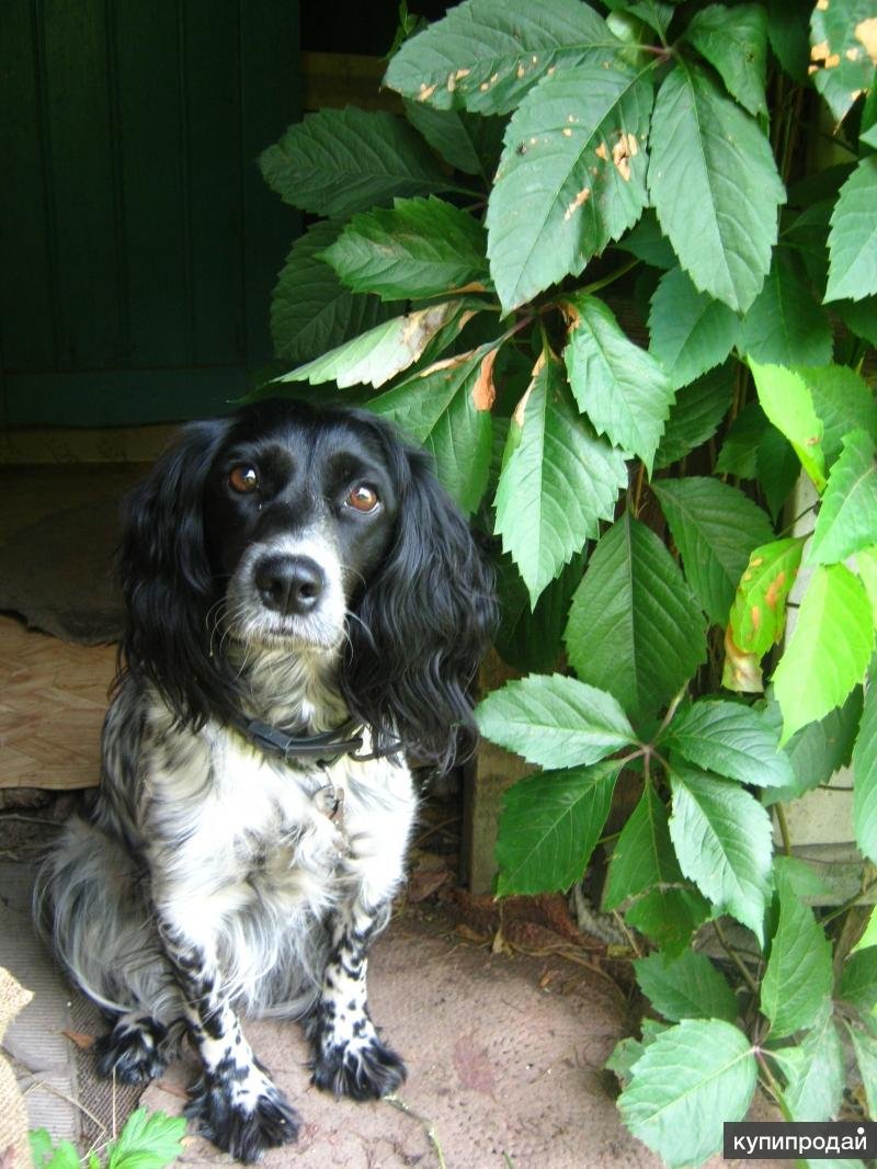 Кокер спаниель смесь с дворнягой
