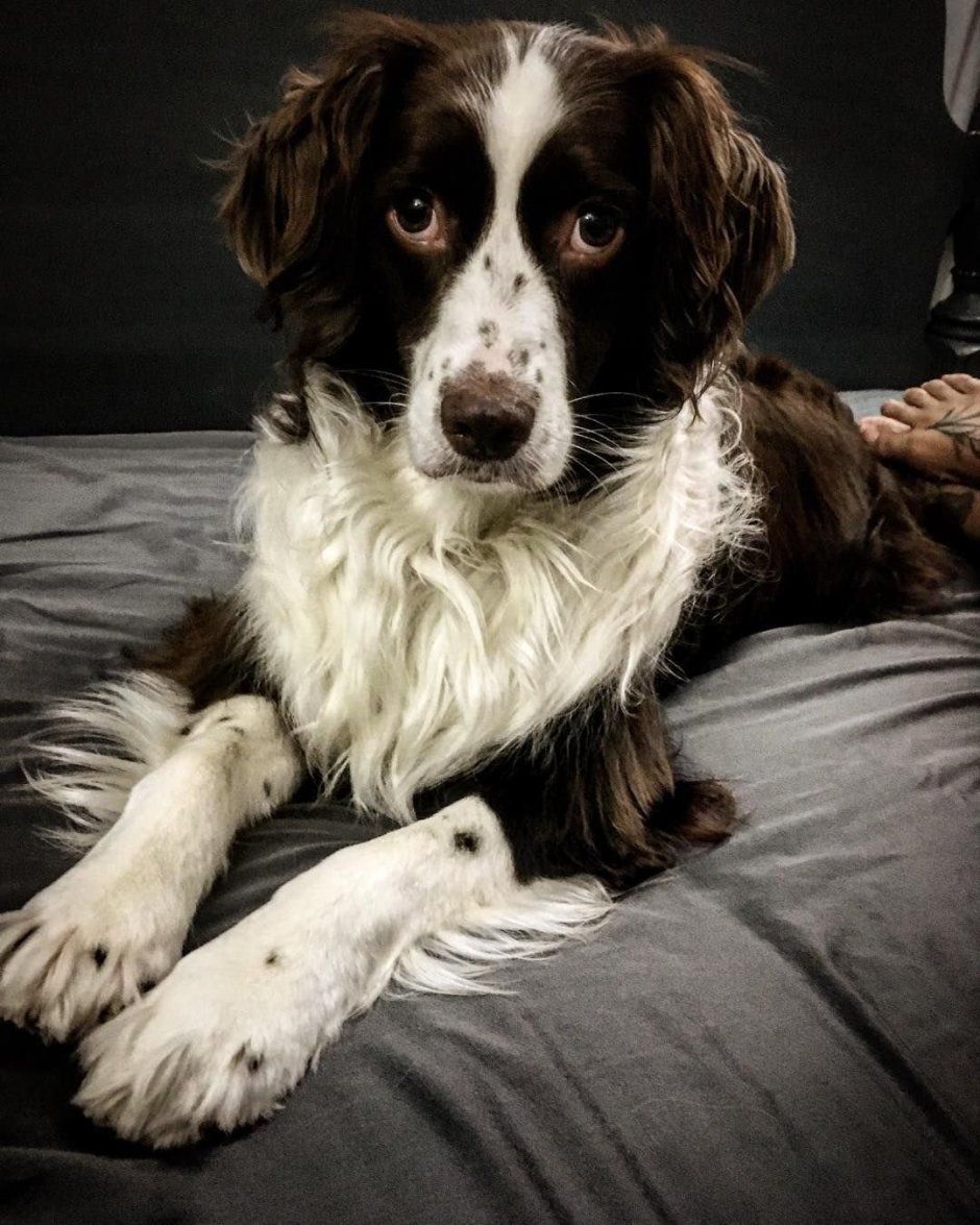 Метис русского спаниеля