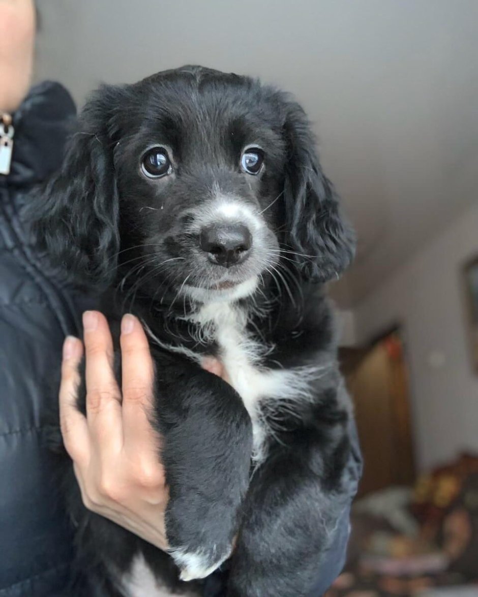 Бордер колли и корги