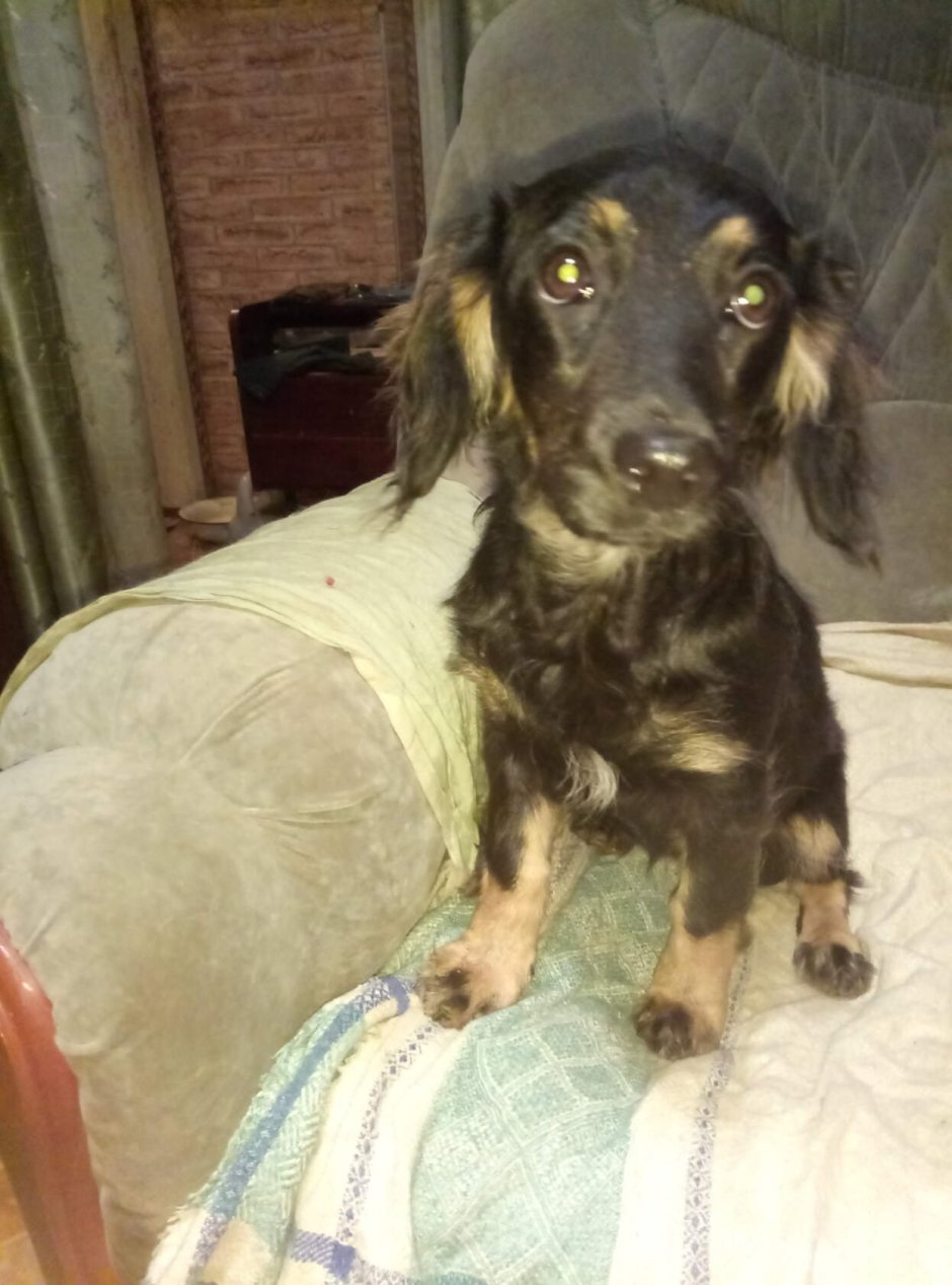 Голубоглазый кокер спаниель