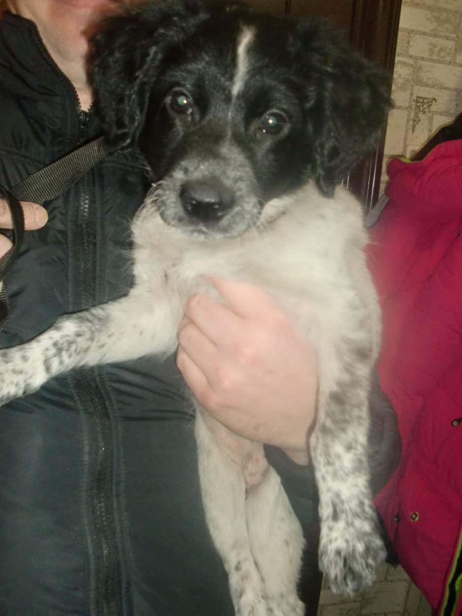 Метис кокер спаниеля