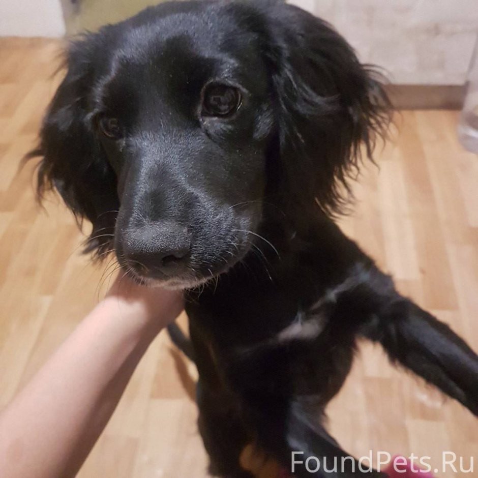 Спрингер-спаниель метис