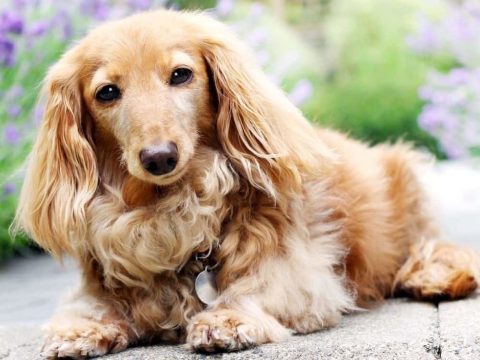 Стриженный русский охотничий спаниель