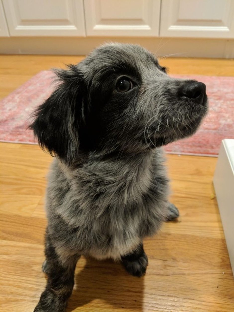 Золотистый кокер ретривер