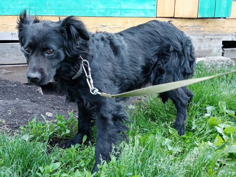 Метис спаниеля и дворняги