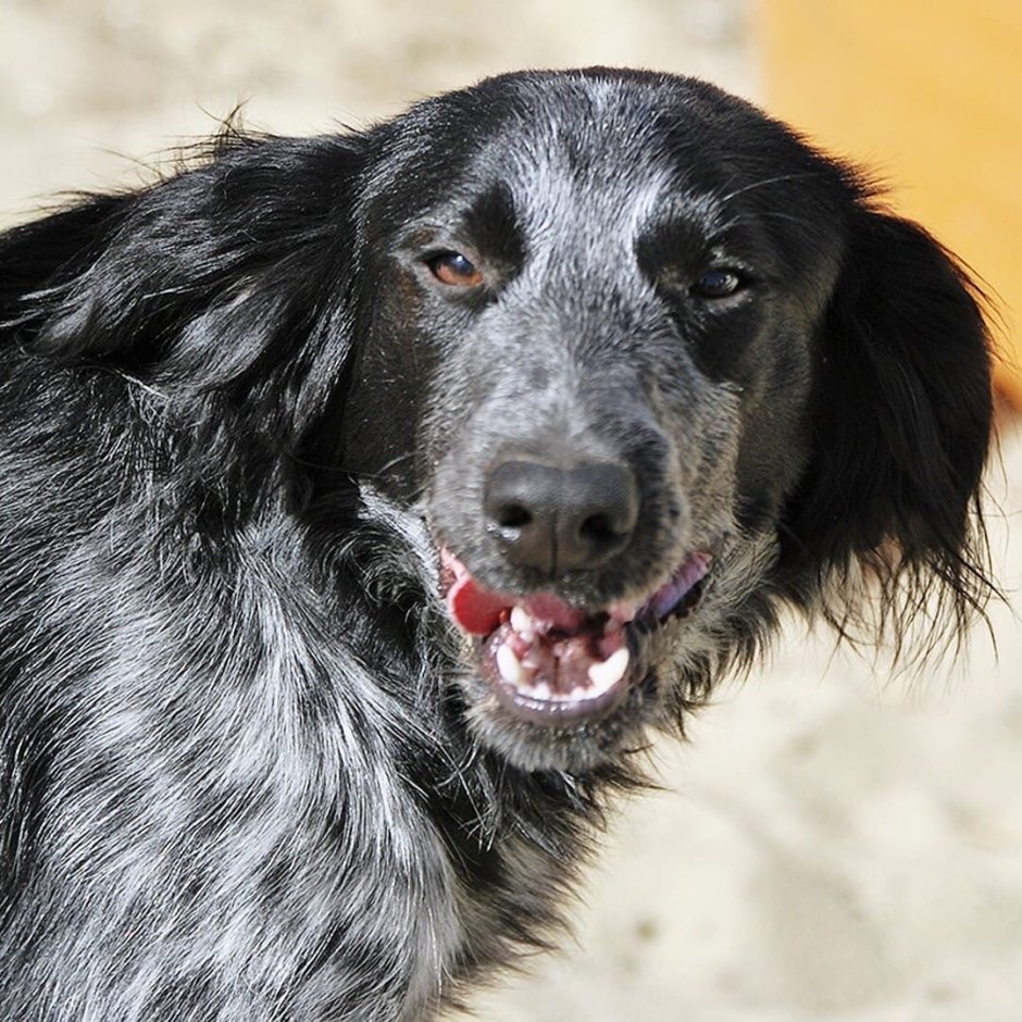 Метис спаниеля