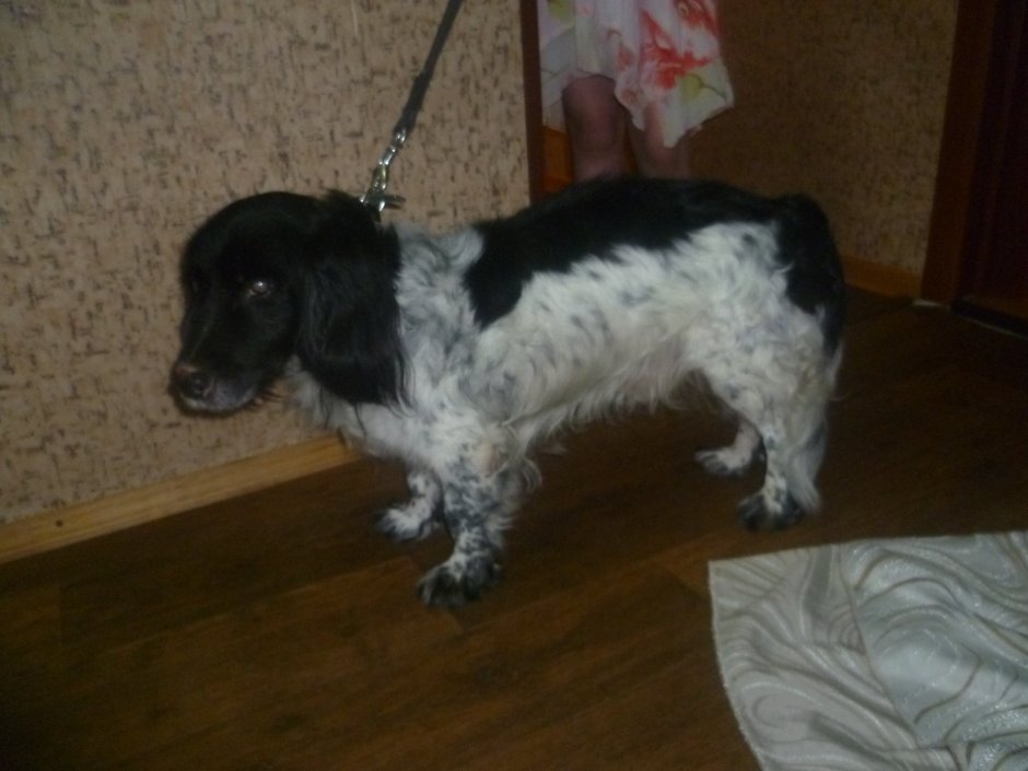 Папильон черный