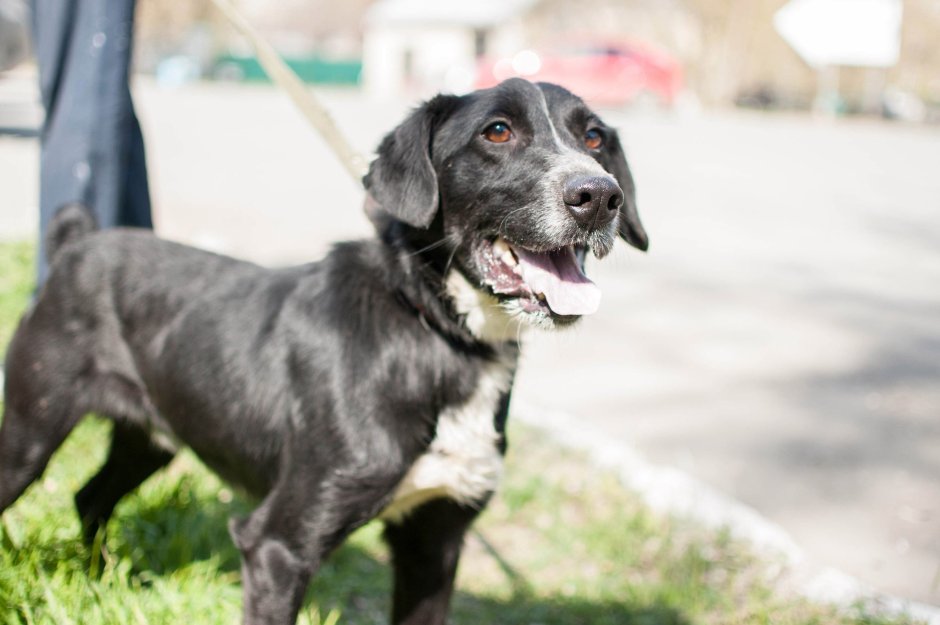 Русский охотничий спаниель гладкошерстный