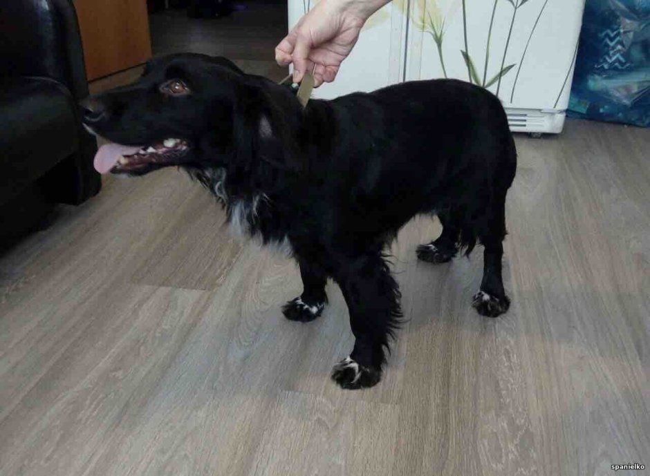 Метис русского спаниеля и лабрадора