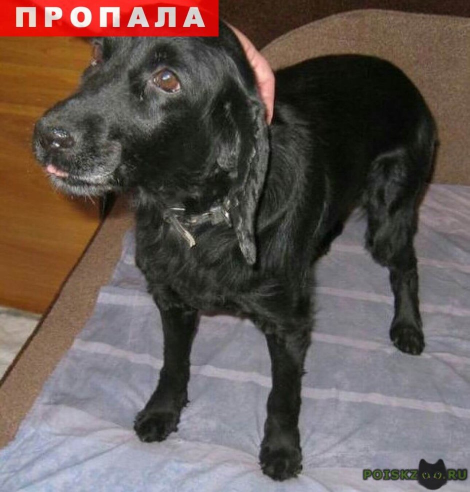 Метис спаниеля