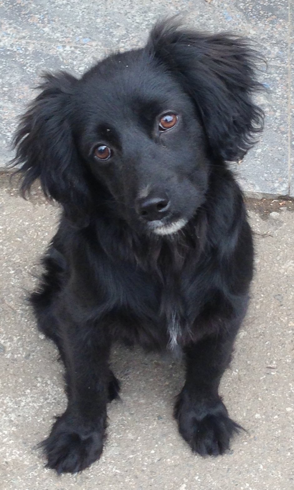 Кокер спаниеля чёрный метис