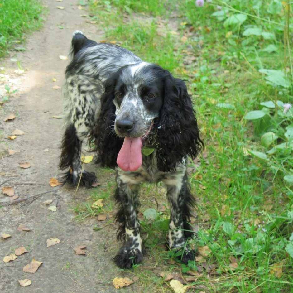 Метис кокер лабрадор