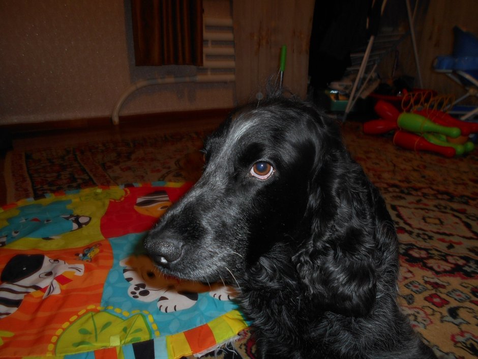 Метис спаниеля и китайской хохлатой