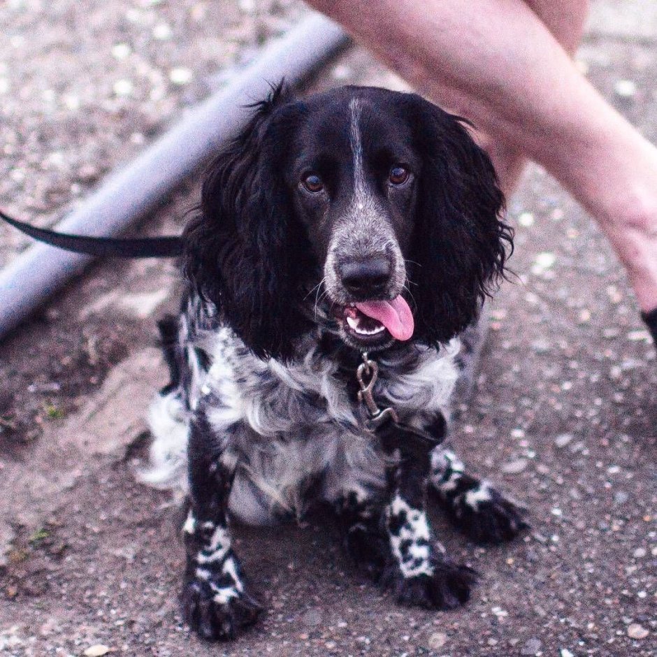 Метис спаниель и дворняжка