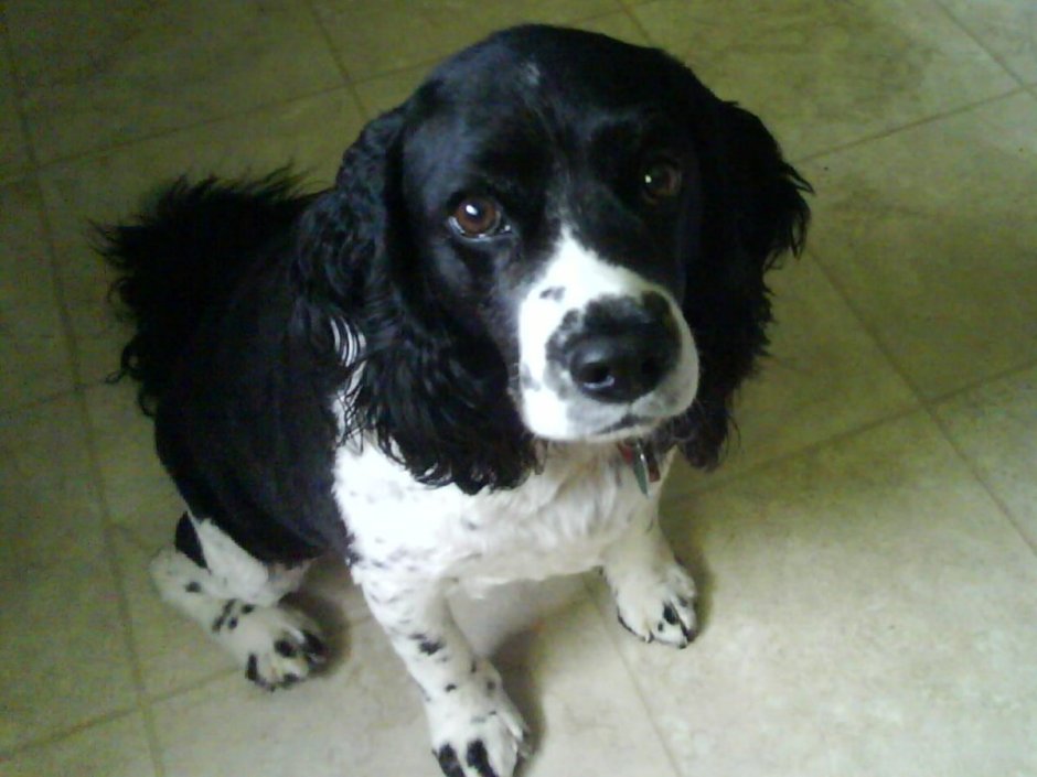 Охотничий спаниель метис