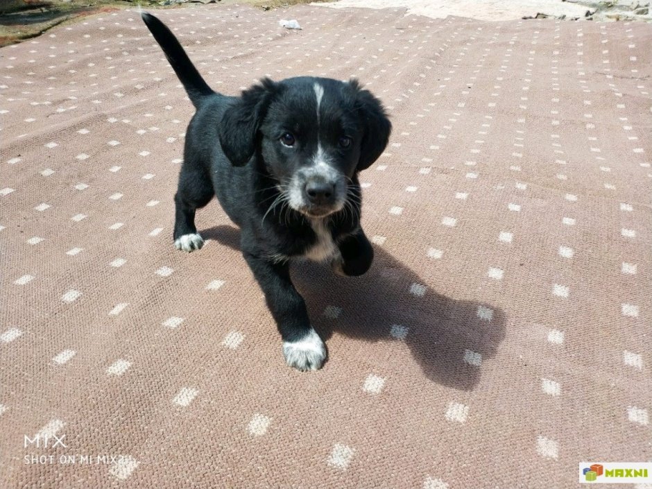 Метис русского спаниеля и дворняги