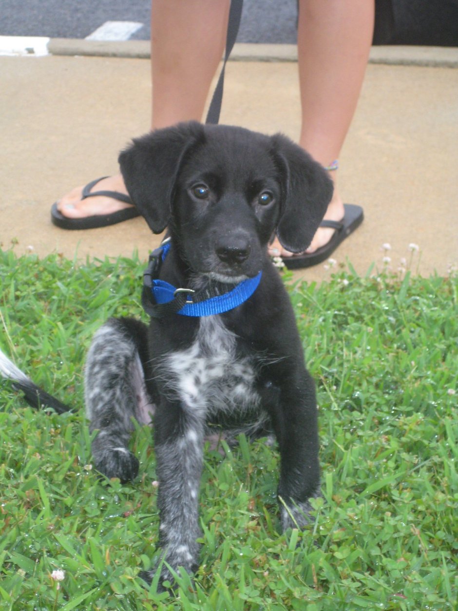Английский спрингер-спаниель щенки
