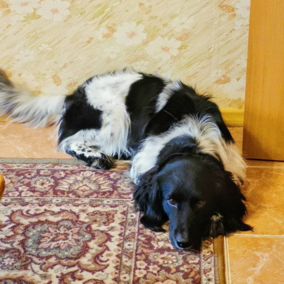 Метис спаниеля