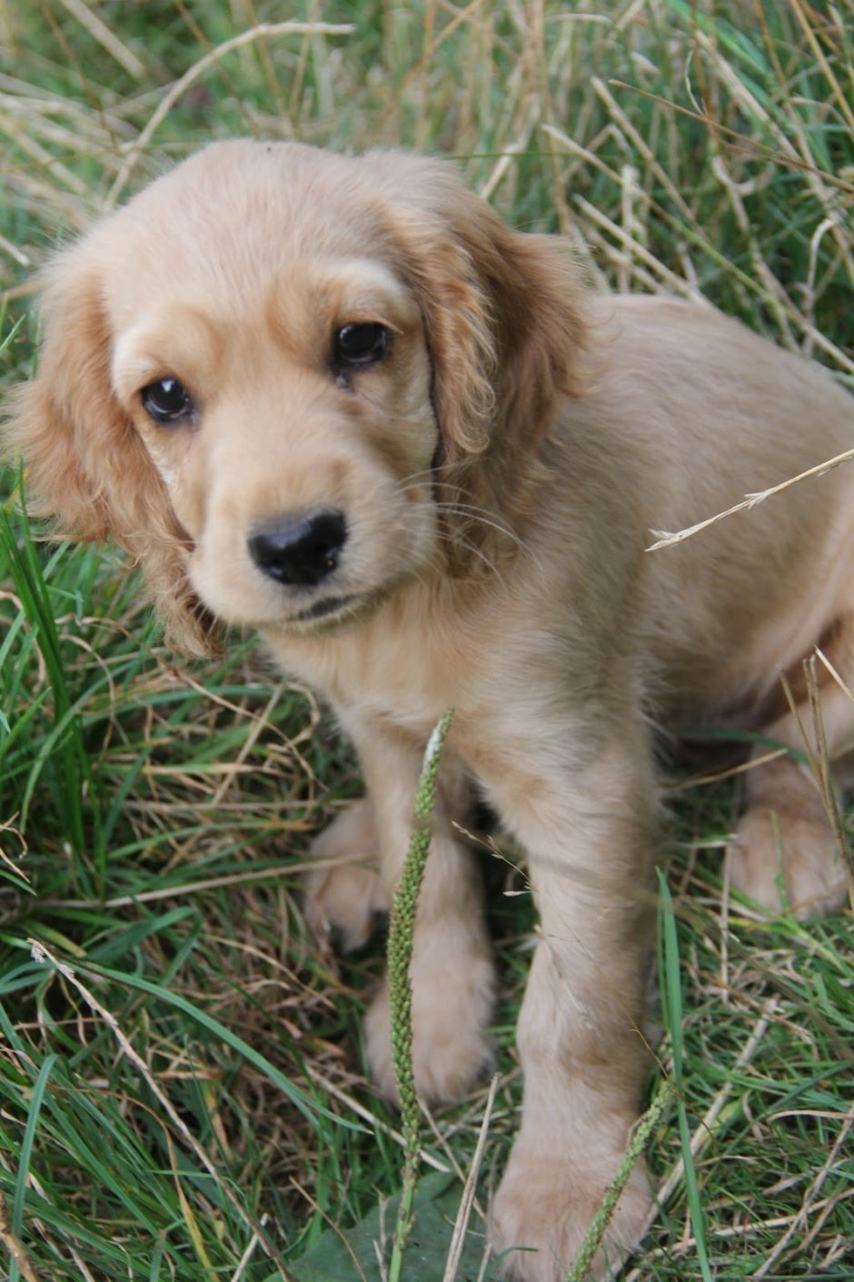 Метис спаниеля черно белый