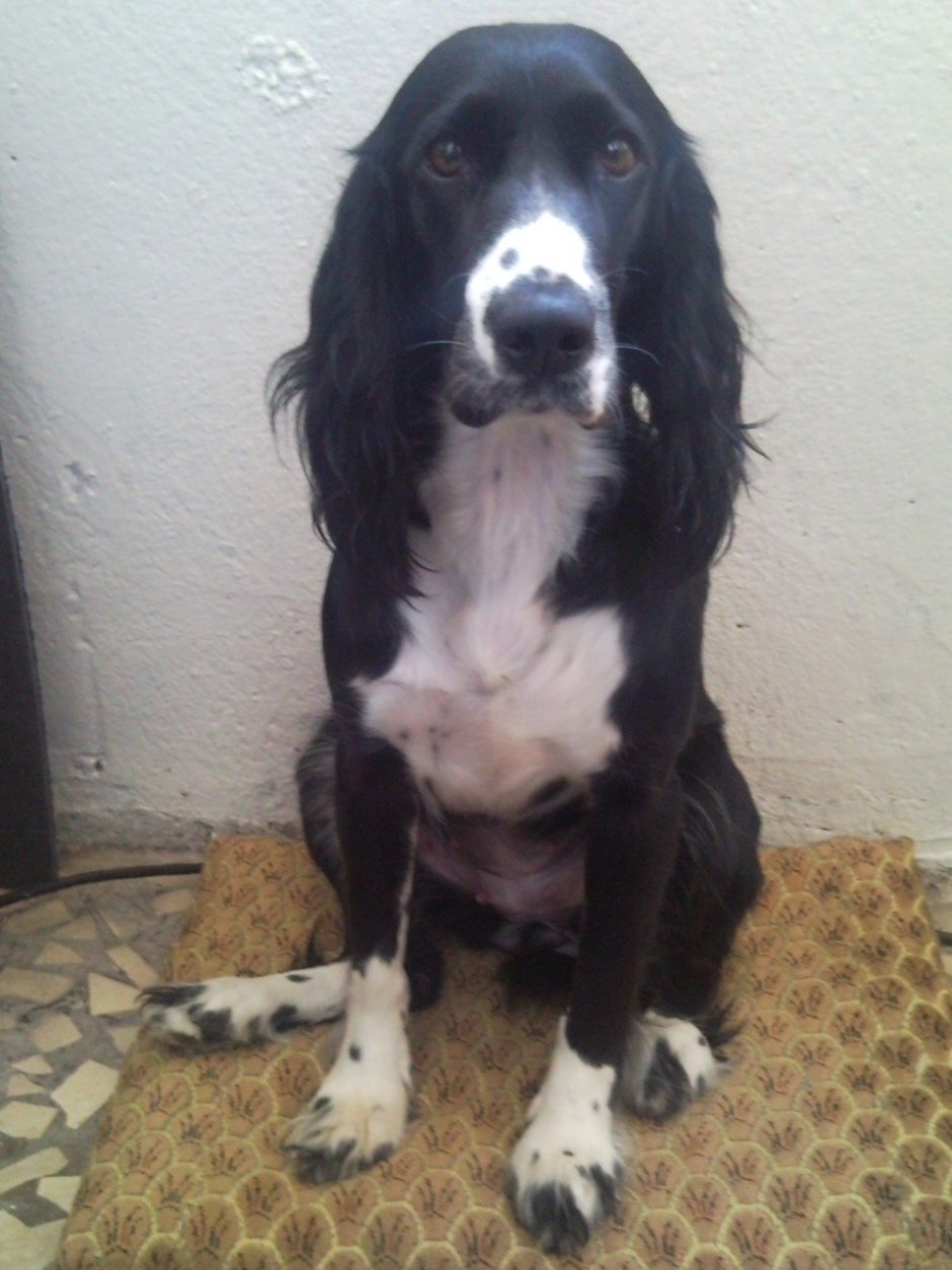 Гек метис русского спаниеля