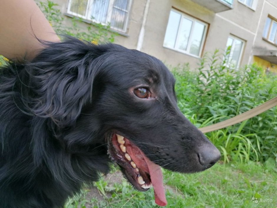 Русский охотничий спаниель помесь