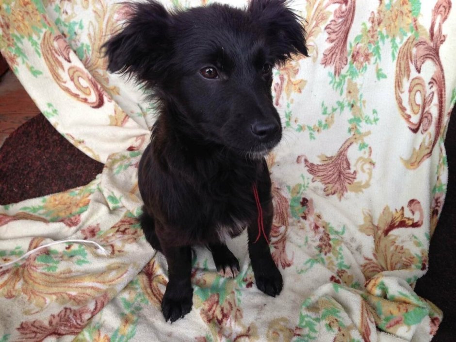 Метис кокер спаниеля