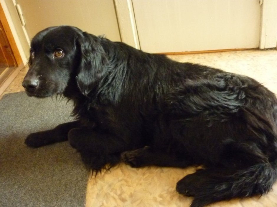 Метис кокер лабрадор