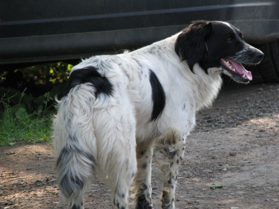 Бретонский спаниель черный