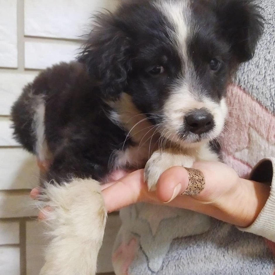 Русский охотничий спаниель метис