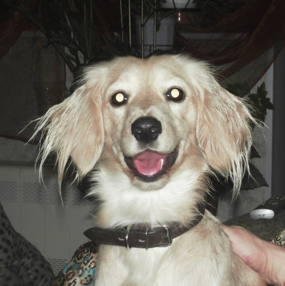 Метис спаниеля и хаски