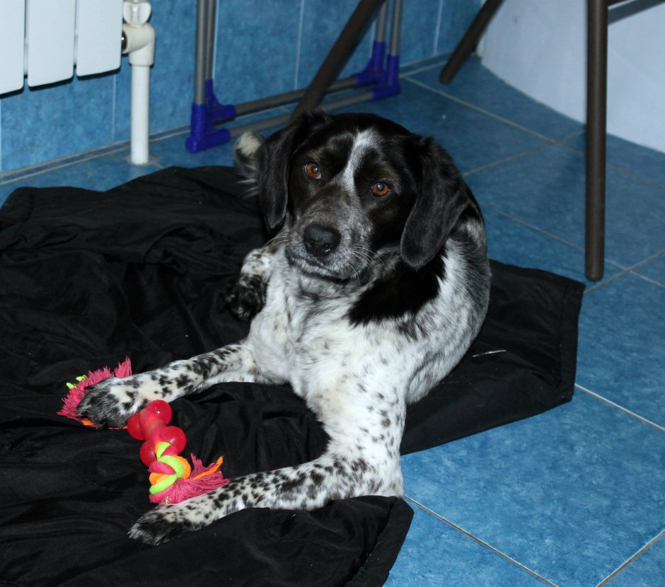 Метис таксы и спаниеля