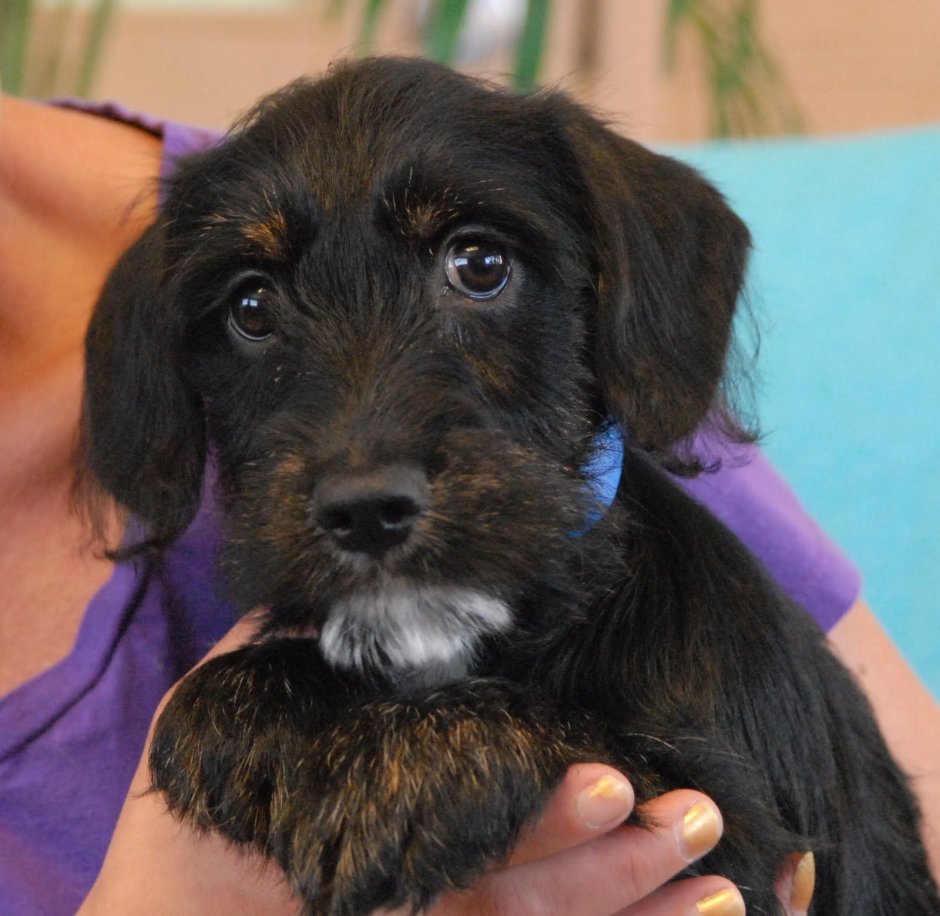 Спрингер спаниель черный