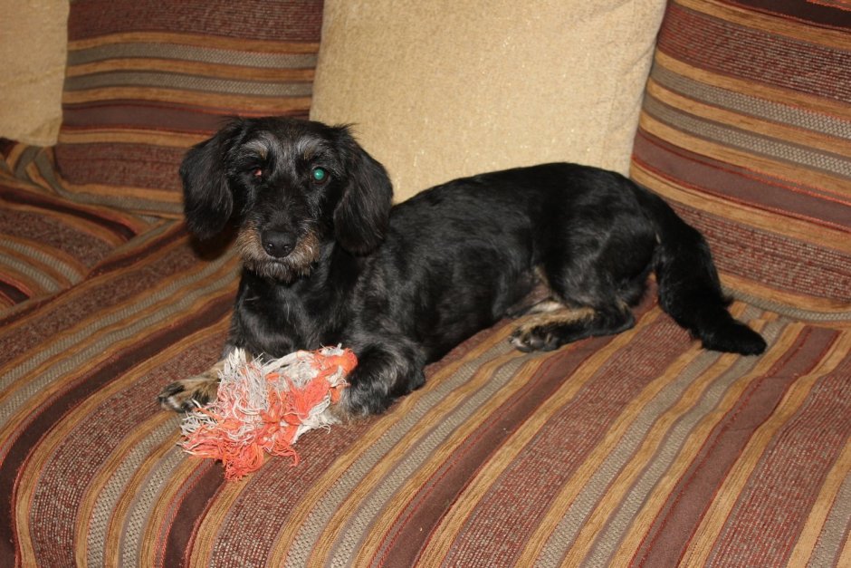 Метис спаниеля с ветпаспортом