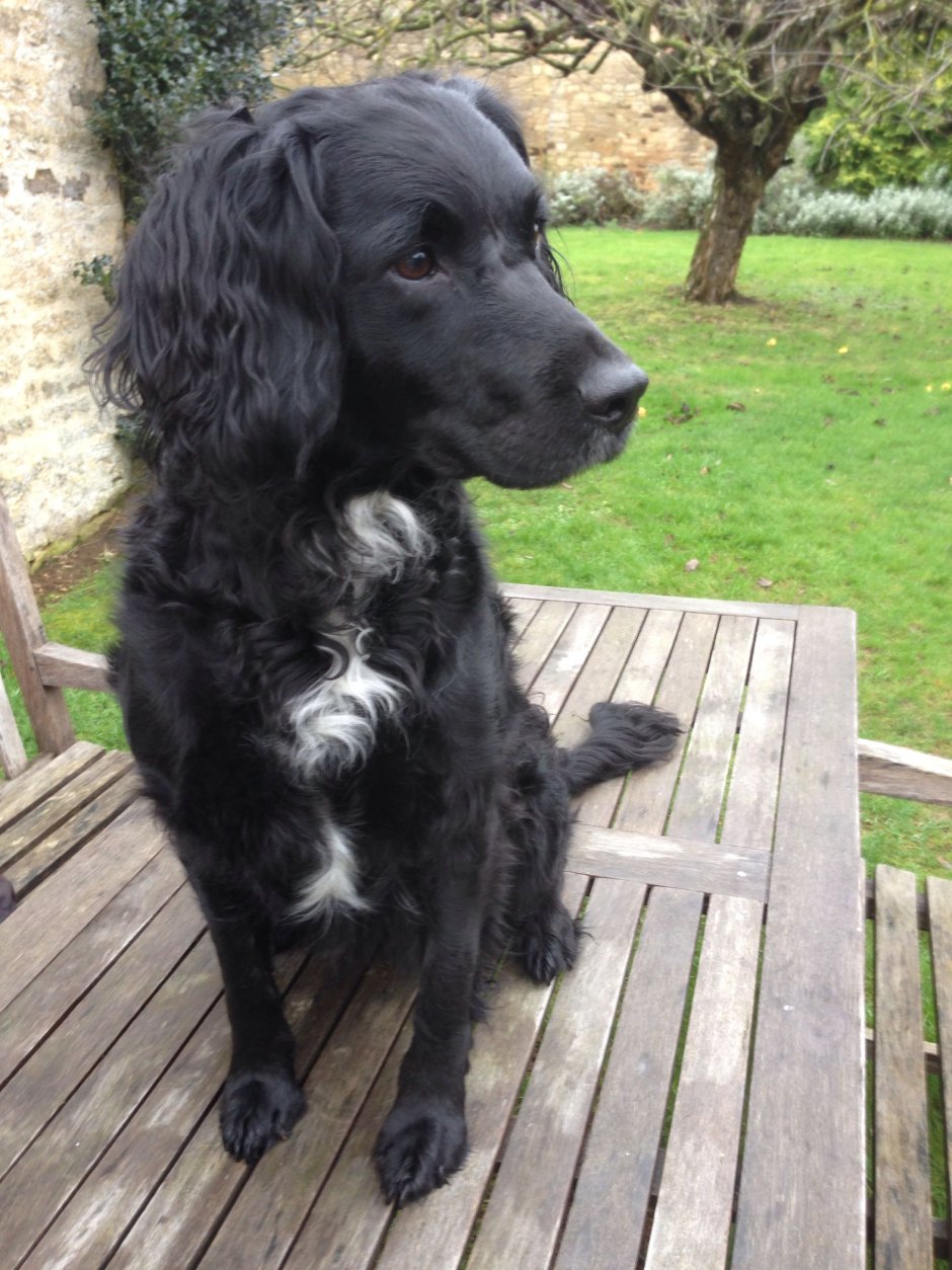 Русский охотничий спаниель метис