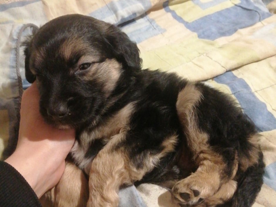 Русский охотничий спаниель помесь