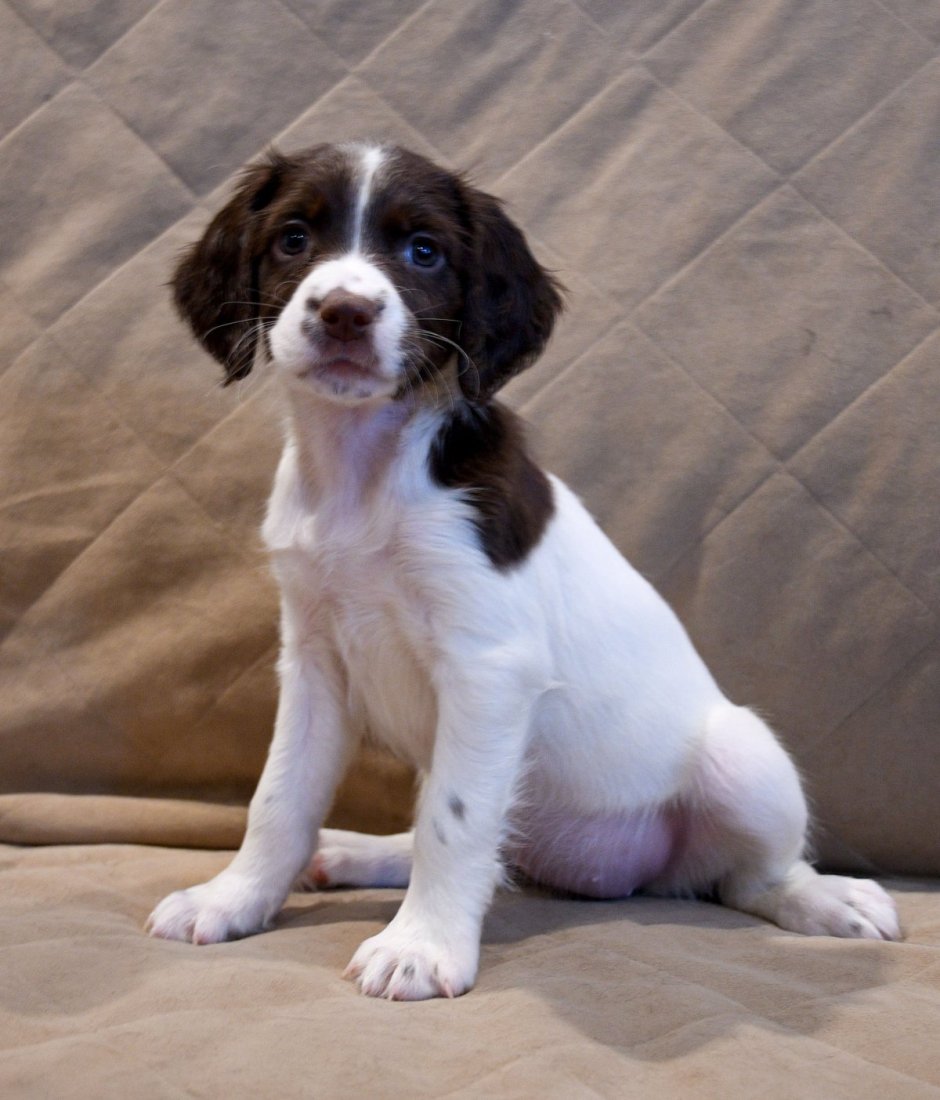 Метис золотистого ретривера и спаниеля