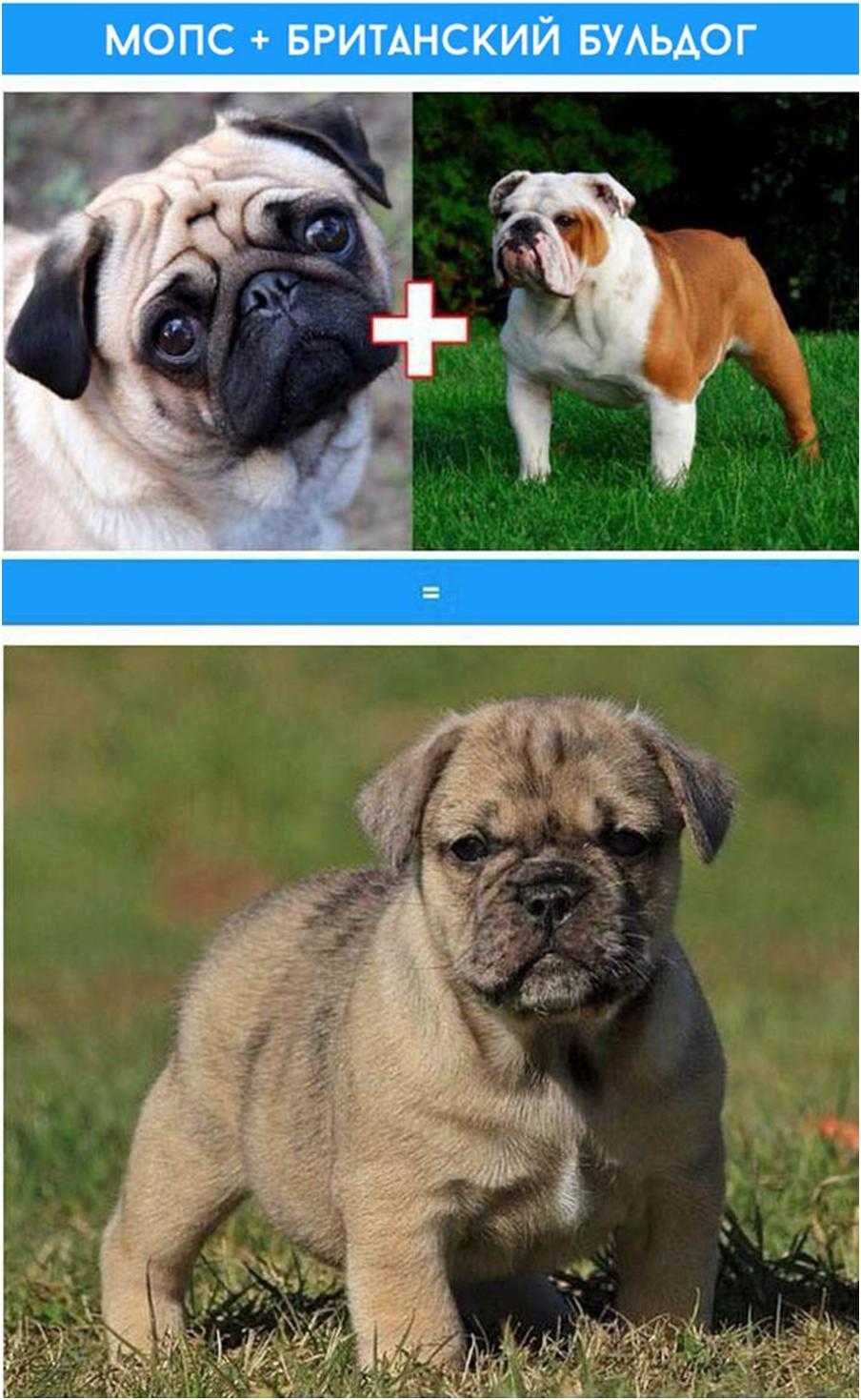 Скрещивание собак разных пород