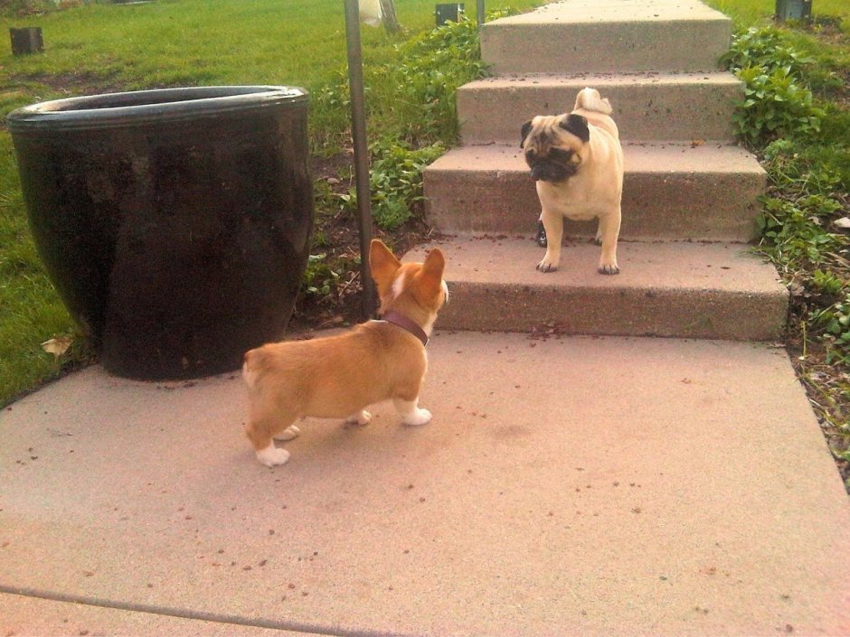 Корги или Мопс