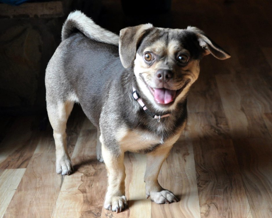 Метис МОПСА