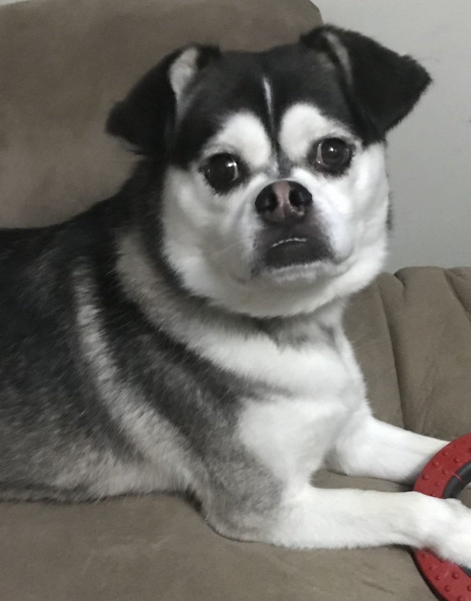 Метис МОПСА И хаски