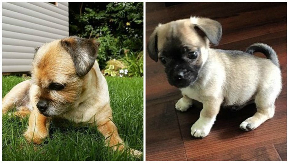 Метис МОПСА И той терьера