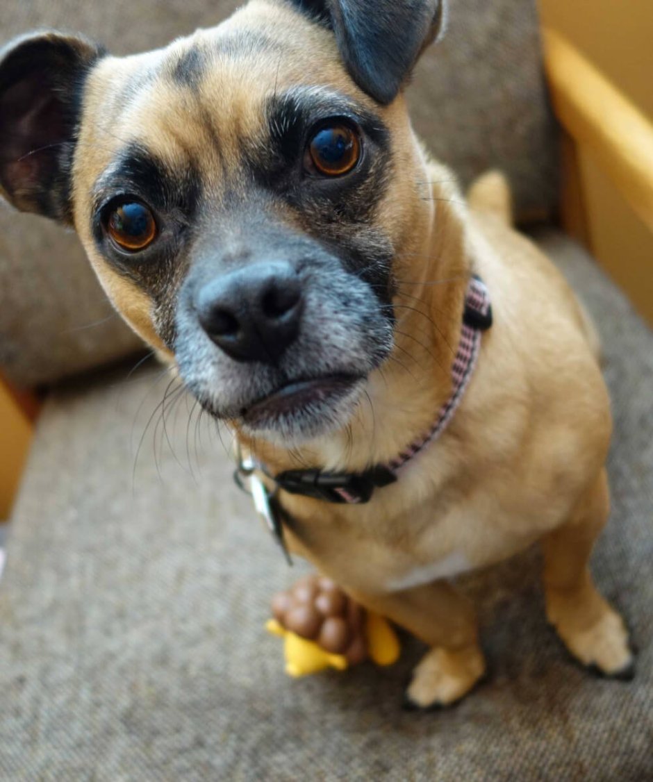 Помесь МОПСА И чихуахуа