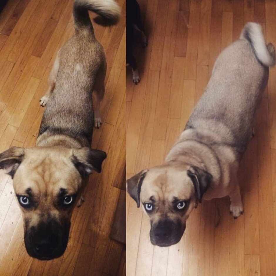 Метис МОПСА И хаски