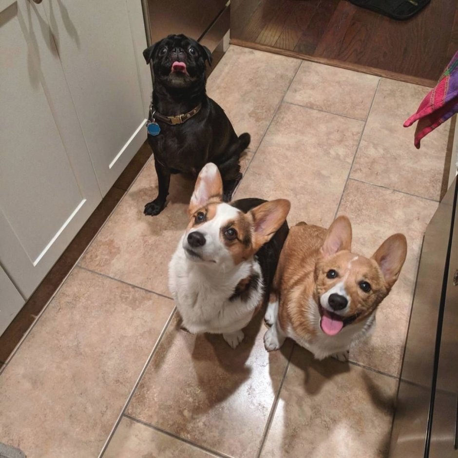 Корги плюс Мопс