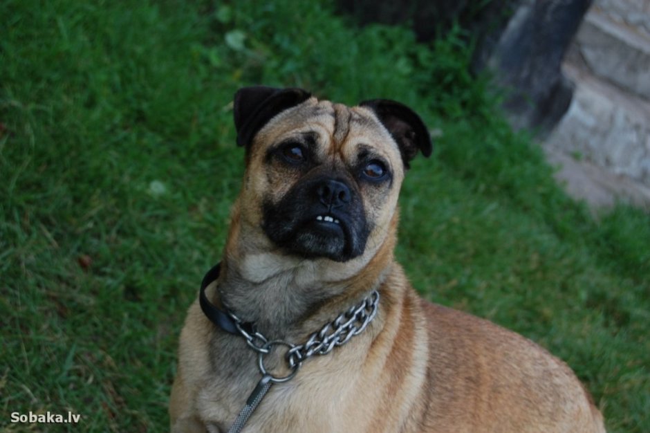 Метис МОПСА И овчарки