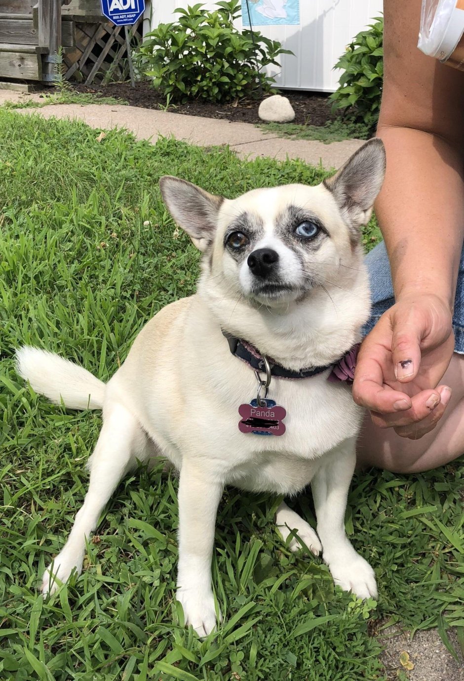 Помесь хаски и чихуахуа